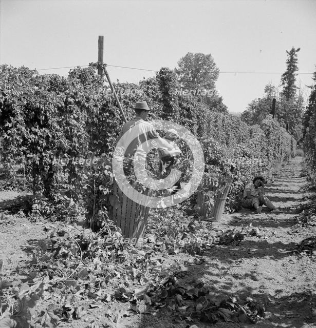 Possibly: Migratory field workers in hop field, Near Independence, Oregon, 1939. Creator: Dorothea Lange.
