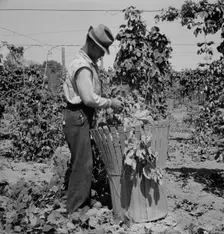 Possibly: Migratory field workers in hop field, near Independence, Oregon, 1939. Creator: Dorothea Lange