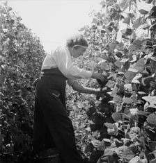 Possibly: Migrant pickers harvesting beans, near West Stayton, Marion County, Oregon, 1939. Creator: Dorothea Lange