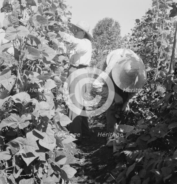 Possibly: Migrant pickers harvesting beans, near West Stayton, Marion County, Oregon, 1939. Creator: Dorothea Lange.