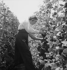 Possibly: Migrant pickers harvesting beans, near West Stayton, Marion County, Oregon, 1939. Creator: Dorothea Lange