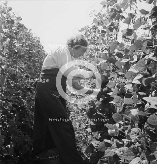 Possibly: Migrant pickers harvesting beans, near West Stayton, Marion County, Oregon, 1939. Creator: Dorothea Lange.