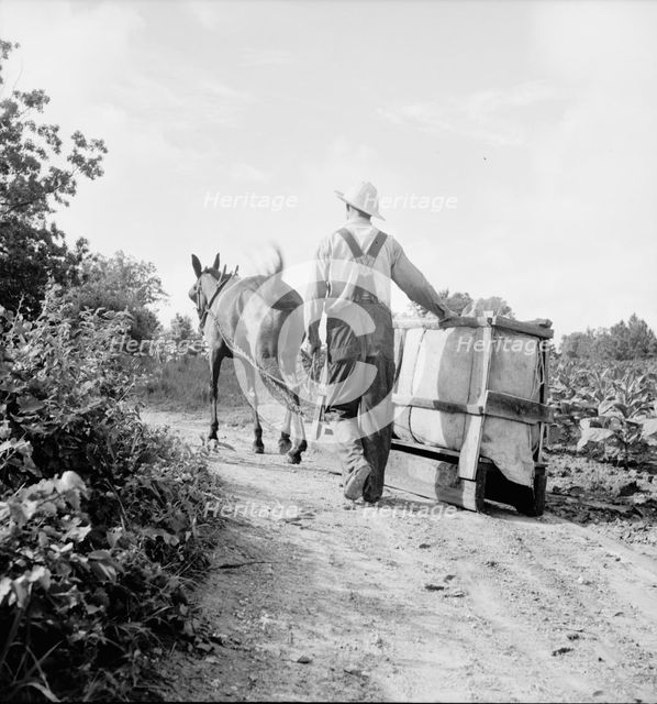 Possibly: Mr. Taylor and wage laborer slide tobacco, Granville County, North Carolina, 1939. Creator: Dorothea Lange.