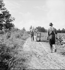 Possibly: Mr. Taylor and wage laborer slide tobacco..., Granville County, North Carolina, 1939. Creator: Dorothea Lange