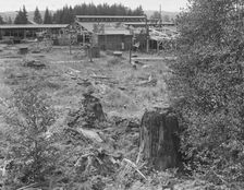 Possibly: Mumby Lumber Mill, closed in 1938..., Malone, Grays Harbor County, Washington, 1939. Creator: Dorothea Lange
