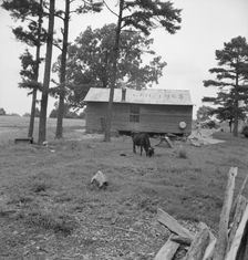 Possibly: Negro sharecropper house seen from rear, Person County, North Carolina, 1939. Creator: Dorothea Lange