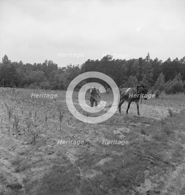 Possibly: Negro plowing corn, off Highway 144, Person County, North Carolina, 1939. Creator: Dorothea Lange.