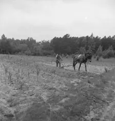 Possibly: Negro plowing corn, off Highway 144, Person County, North Carolina, 1939. Creator: Dorothea Lange