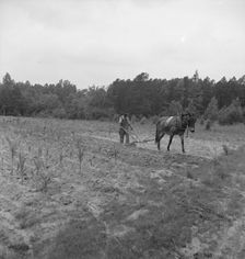 Possibly: Negro plowing corn, off Highway 144, Person County, North Carolina, 1939. Creator: Dorothea Lange