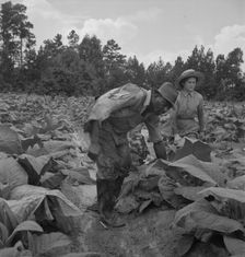 Possibly: Negro tenants...and white owner's children..., Granville County, North Carolina, 1939. Creator: Dorothea Lange