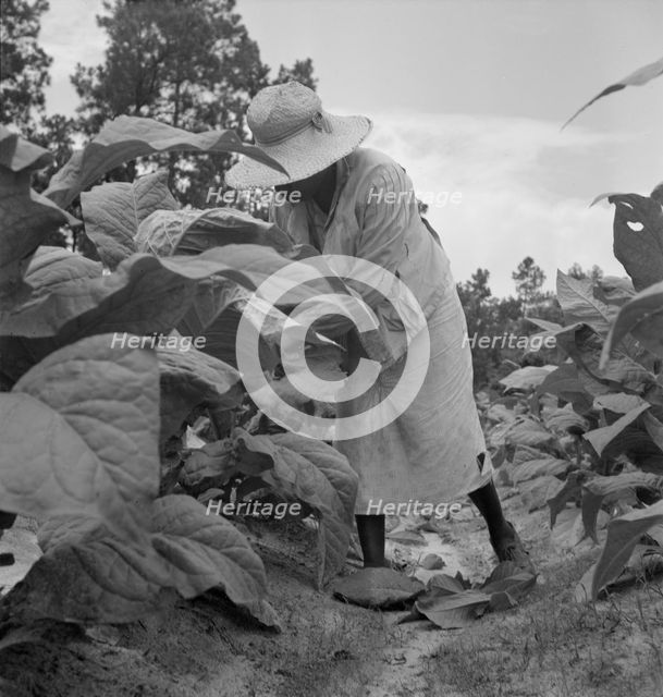 Possibly: Negro tenants topping and suckering tobacco plants, Granville County, North Carolina, 1939 Creator: Dorothea Lange.