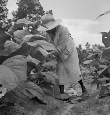 Possibly: Negro tenants topping and suckering tobacco plants, Granville County, North Carolina, 1939 Creator: Dorothea Lange