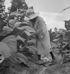 Possibly: Negro tenants topping and suckering tobacco plants, Granville County, North Carolina, 1939 Creator: Dorothea Lange