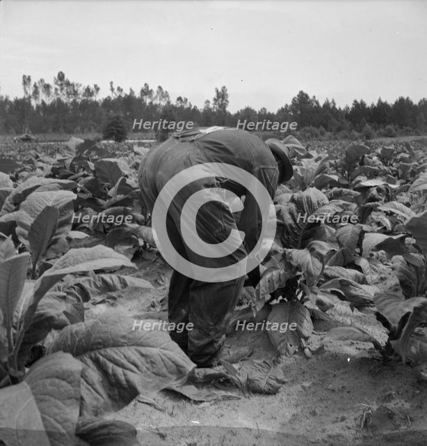 Possibly: Negro tenants topping and suckering tobacco plants, Granville County, North Carolina, 1939 Creator: Dorothea Lange.