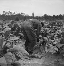 Possibly: Negro tenants topping and suckering tobacco plants, Granville County, North Carolina, 1939 Creator: Dorothea Lange