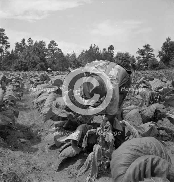 Possibly: Negro tenants topping and suckering tobacco plants, Granville County, North Carolina, 1939 Creator: Dorothea Lange.