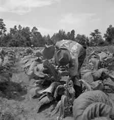 Possibly: Negro tenants topping and suckering tobacco plants, Granville County, North Carolina, 1939 Creator: Dorothea Lange