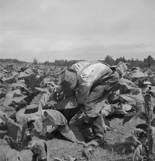 Possibly: Negro tenants topping and suckering tobacco plants, Granville County, North Carolina, 1939 Creator: Dorothea Lange