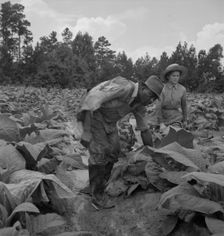 Possibly: Negro tenants...and white owner's children..., Granville County, North Carolina, 1939. Creator: Dorothea Lange