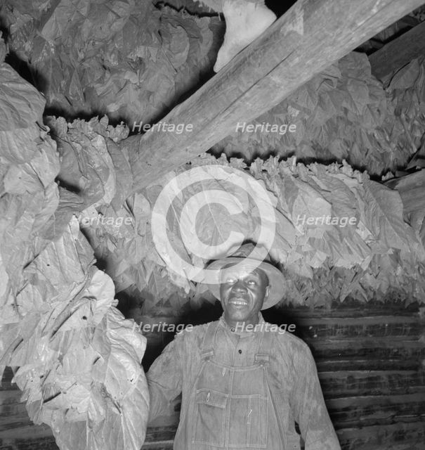 Possibly: Son of sharecropper...hanging up strung tobacco inside barn, Shoofly, North Carolina, 1939 Creator: Dorothea Lange.