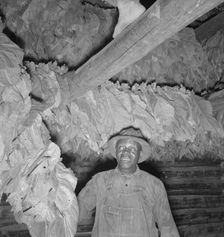 Possibly: Son of sharecropper...hanging up strung tobacco inside barn, Shoofly, North Carolina, 1939 Creator: Dorothea Lange