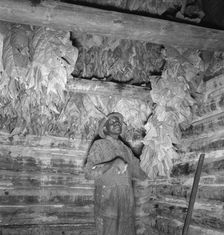 Possibly: Son of sharecropper...hanging up strung tobacco..., Shoofly, North Carolina, 1939. Creator: Dorothea Lange