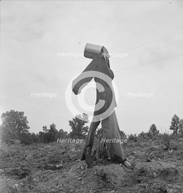 Possibly: Scarecrow on a newly cleared field with stumps near Roxboro, North Carolina, 1939. Creator: Dorothea Lange.