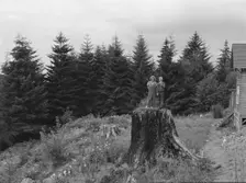 Possibly: Shows charater of the land...Elma, Grays Harbor County, Western Wasington, 1939. Creator: Dorothea Lange
