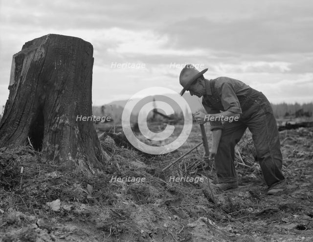 Possibly: Shows stump on cut-over farm after blasting, Bonner County, Idaho, 1939. Creator: Dorothea Lange.