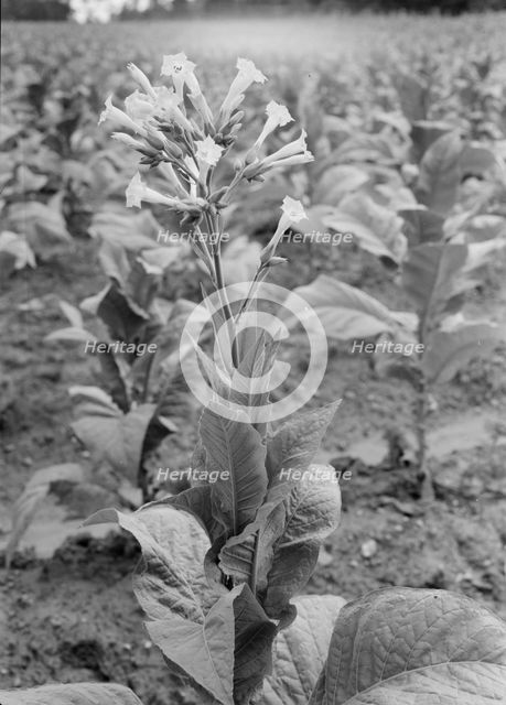 Possibly: Single tobacco flower, Soofly, Granville County, North Carolina, 1939. Creator: Dorothea Lange.