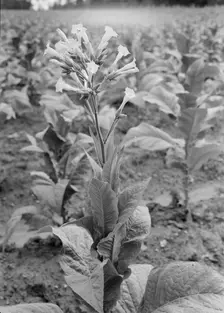 Possibly: Single tobacco flower, Soofly, Granville County, North Carolina, 1939. Creator: Dorothea Lange