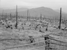 Possibly: Stumps and sags on uncleared land, Priest River country, Bonner County, Idaho, 1939. Creator: Dorothea Lange