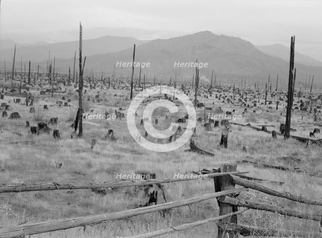 Possibly: Stumps and sags on uncleared land, Priest River country, Bonner County, Idaho, 1939. Creator: Dorothea Lange.