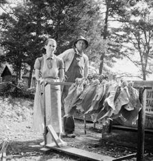 Possibly: Stringing tobacco, Granville County, North Carolina, 1939. Creator: Dorothea Lange