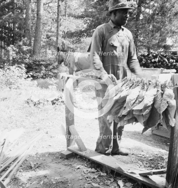 Possibly: Stringing tobacco, Granville County, North Carolina, 1939. Creator: Dorothea Lange.