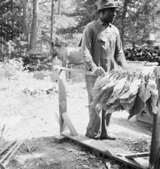 Possibly: Stringing tobacco, Granville County, North Carolina, 1939. Creator: Dorothea Lange