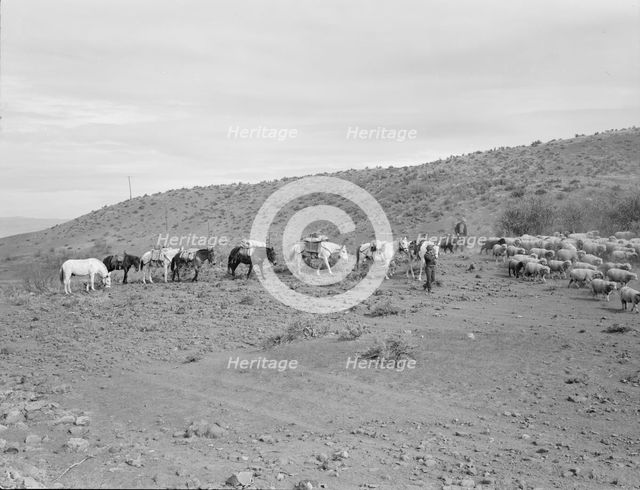 Possibly: Pack train coming down from summer camp, Washington County, Idaho, 1939. Creator: Dorothea Lange.