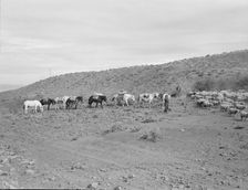 Possibly: Pack train coming down from summer camp, Washington County, Idaho, 1939. Creator: Dorothea Lange