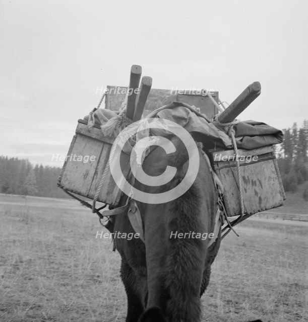 Possibly: Pack animal coming down from summer sheep camp, Adams County, Idaho, 1939. Creator: Dorothea Lange.