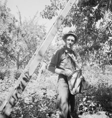 Possibly: Picking pears, Pleasant Hill Orchard, Yakima Valley, Washington, 1939. Creator: Dorothea Lange