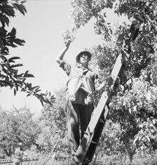 Possibly: Picking pears, Pleasant Hill Orchard, Yakima Valley, Washington, 1939. Creator: Dorothea Lange