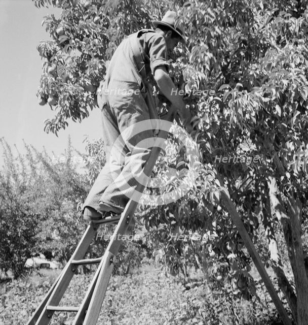Possibly: Picking pears, Pleasant Hill Orchard, Yakima Valley, Washington, 1939. Creator: Dorothea Lange.