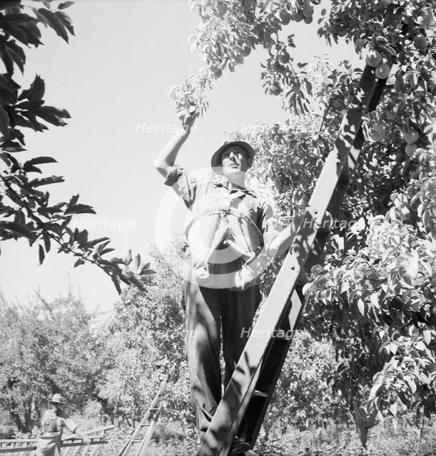 Possibly: Picking pears, Pleasant Hill Orchard, Yakima Valley, Washington, 1939. Creator: Dorothea Lange.