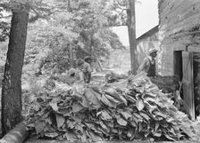 Possibly: Putting in tobacco after the morning work, Shoofly, North Carolina, 1939. Creator: Dorothea Lange