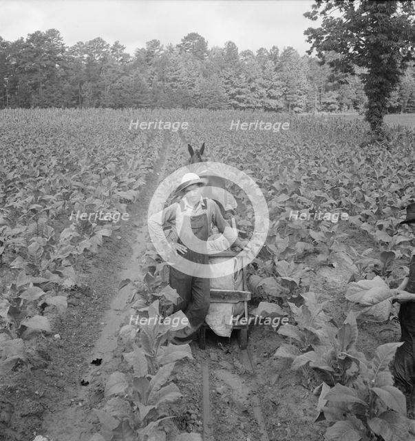 Possibly: Putting in tobacco, Shoofly, North Carolina, 1939. Creator: Dorothea Lange.