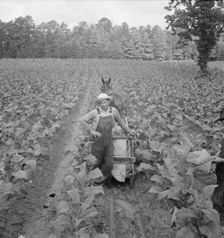 Possibly: Putting in tobacco, Shoofly, North Carolina, 1939. Creator: Dorothea Lange