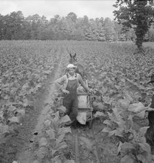 Possibly: Putting in tobacco, Shoofly, North Carolina, 1939. Creator: Dorothea Lange