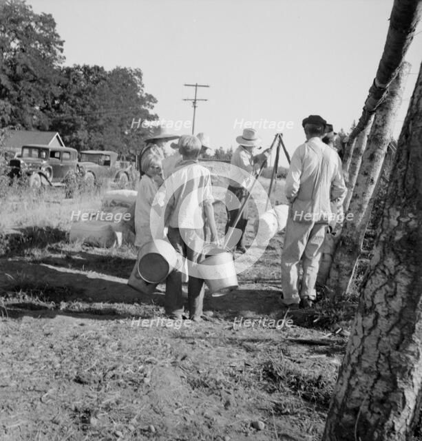Possibly: Weighing beans at scales on edge of field, near West Stayton, Marion County, Oregon, 1939. Creator: Dorothea Lange.