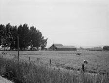 Possibly: West of Toppenish, Yakima Valley, Washington , 1939. Creator: Dorothea Lange