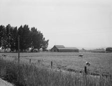 Possibly: West of Toppenish, Yakima Valley, Washington , 1939. Creator: Dorothea Lange